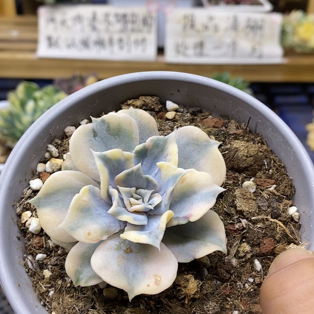 2891 丽娜莲锦多肉