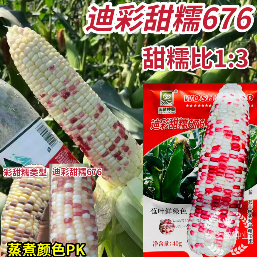 迪彩甜糯676玉米种子甜糯比1:3甜加糯彩色香玉米花玉米苞谷种籽孑