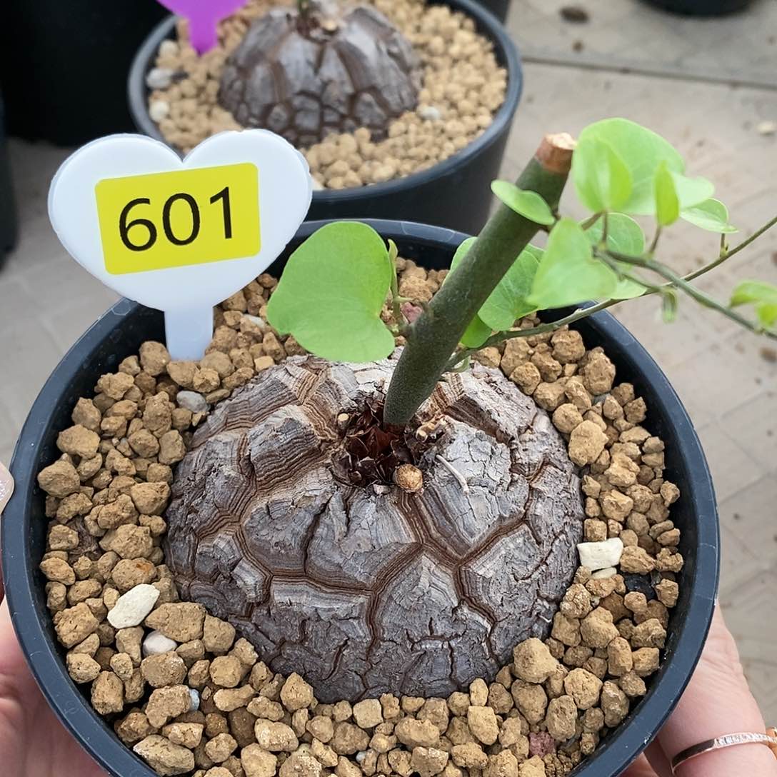 南非龟甲龙龟甲龙