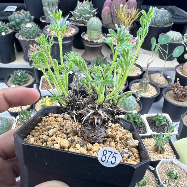 豪猪洋葵一物一拍