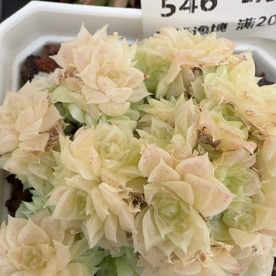 花语逸镜0203-546散