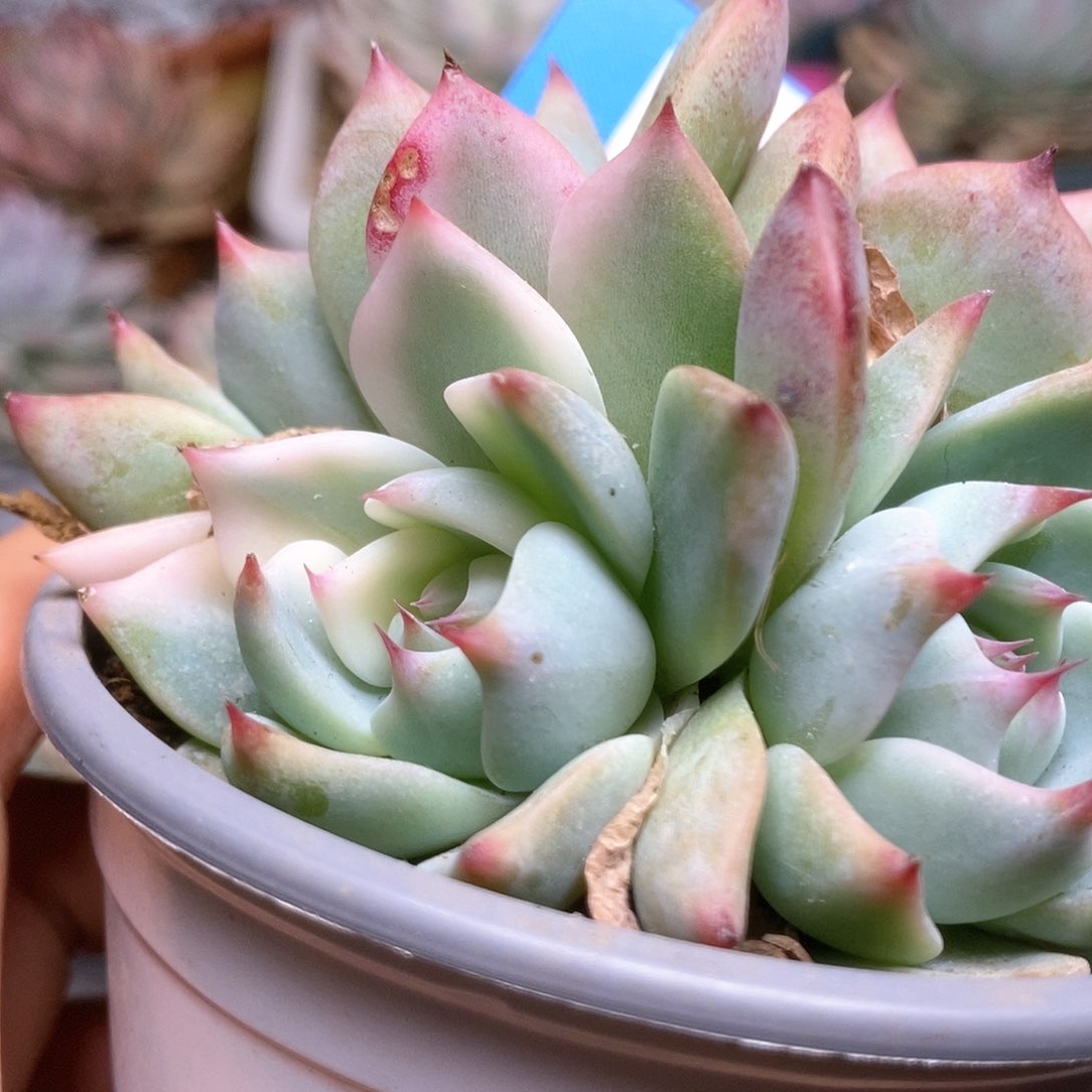 D125锦锦锦锦锦锦锦