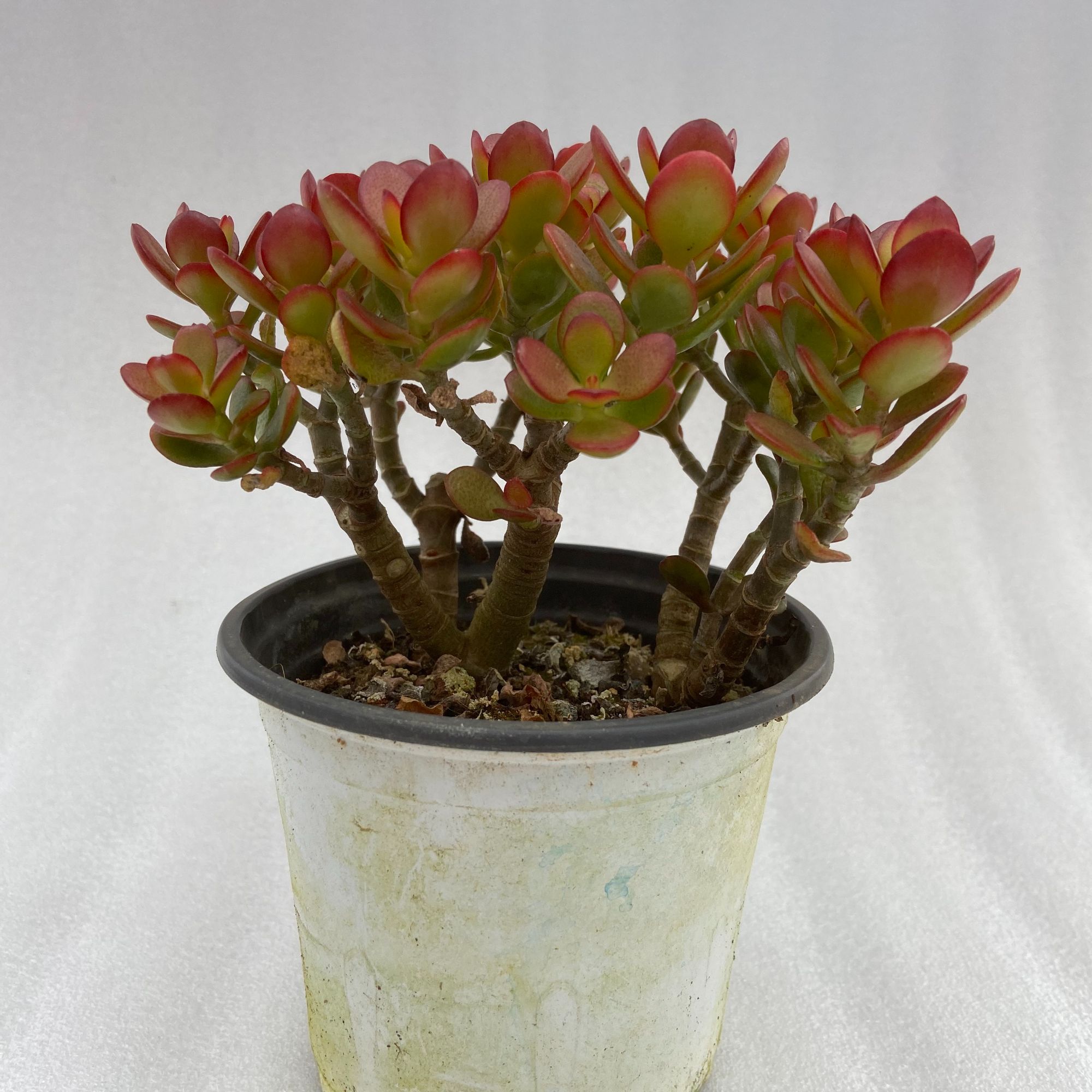 姬红花月带盆带土   精品多肉