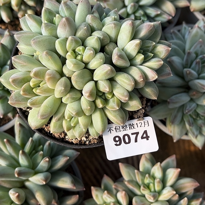 阿雅园艺。       9074