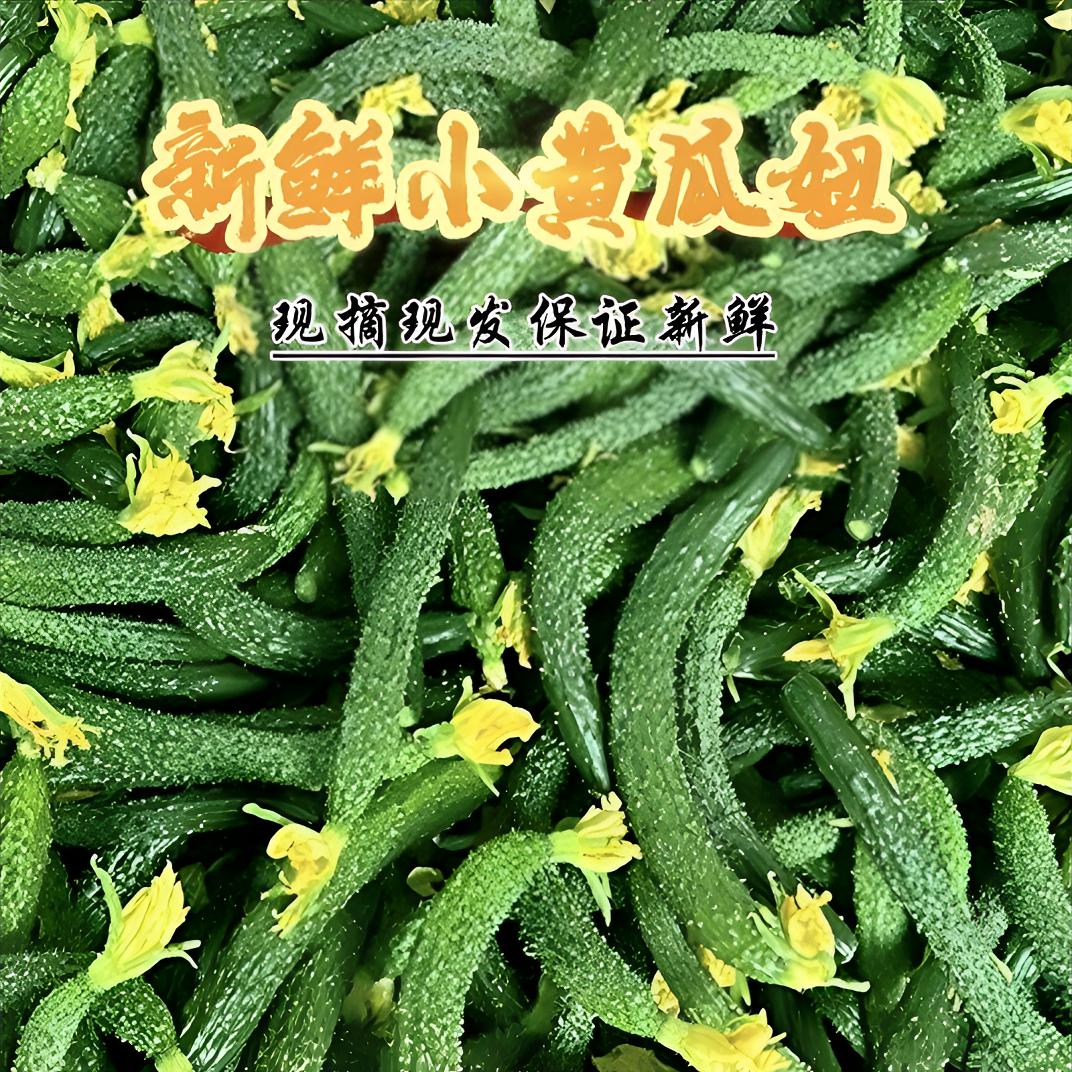 清甜脆爽蔬菜小黄瓜拇指粗细鲁西农家新鲜现摘现发腌制下饭菜酱瓜