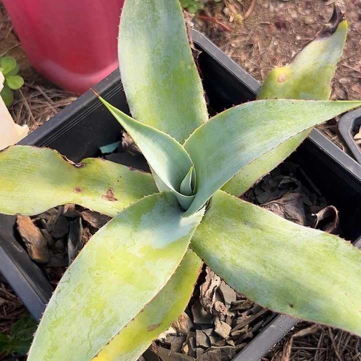 石膏龙245789999999999