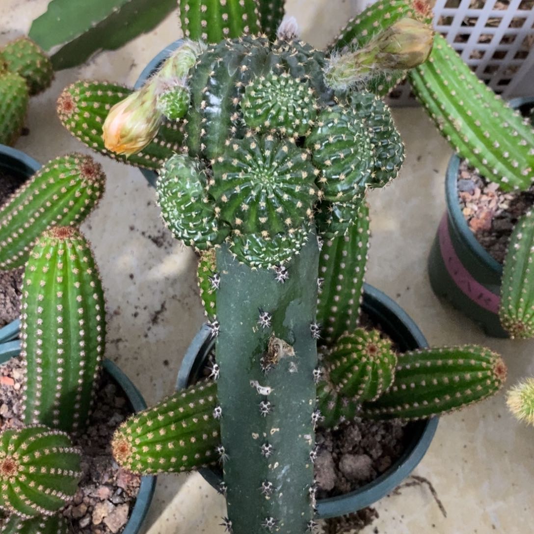 任****7进口丽花L28母本绣谱群生一物一拍1