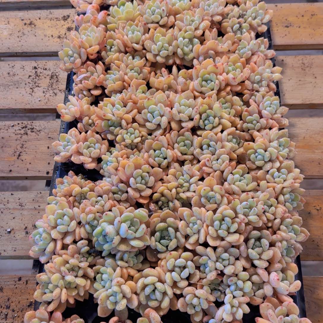 72孔整盘优选冰橙