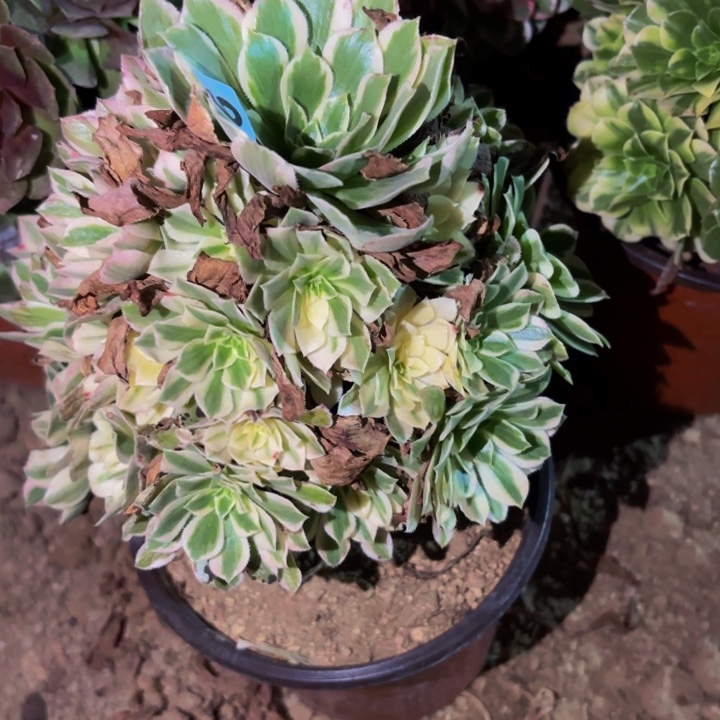 903夕颜多肉植物不售后