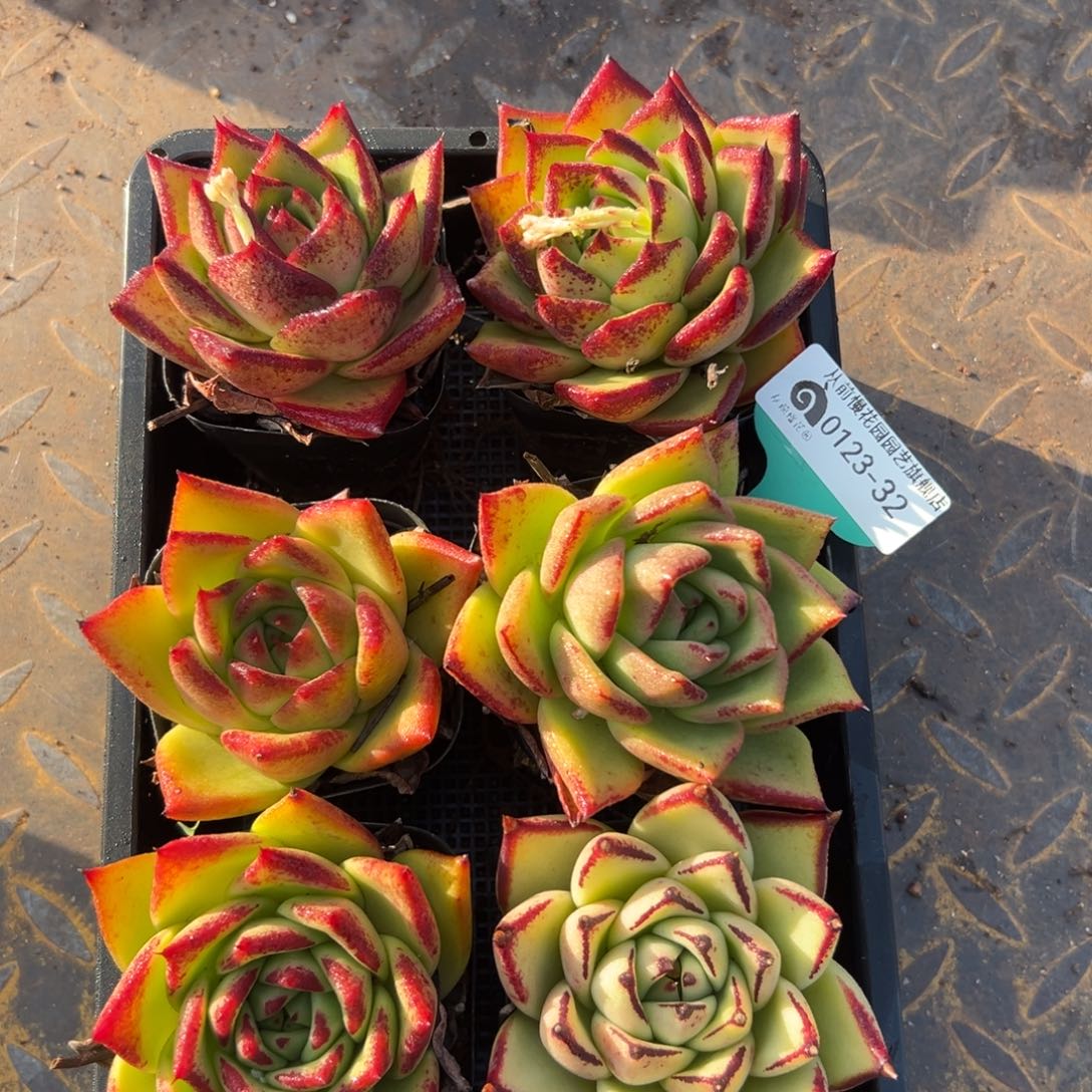 多肉一物一拍0123-32