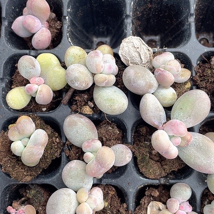 油煎随机发满18包邮