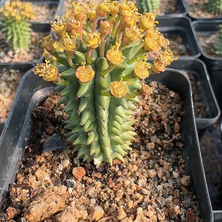 海胆大戟自根仙人球