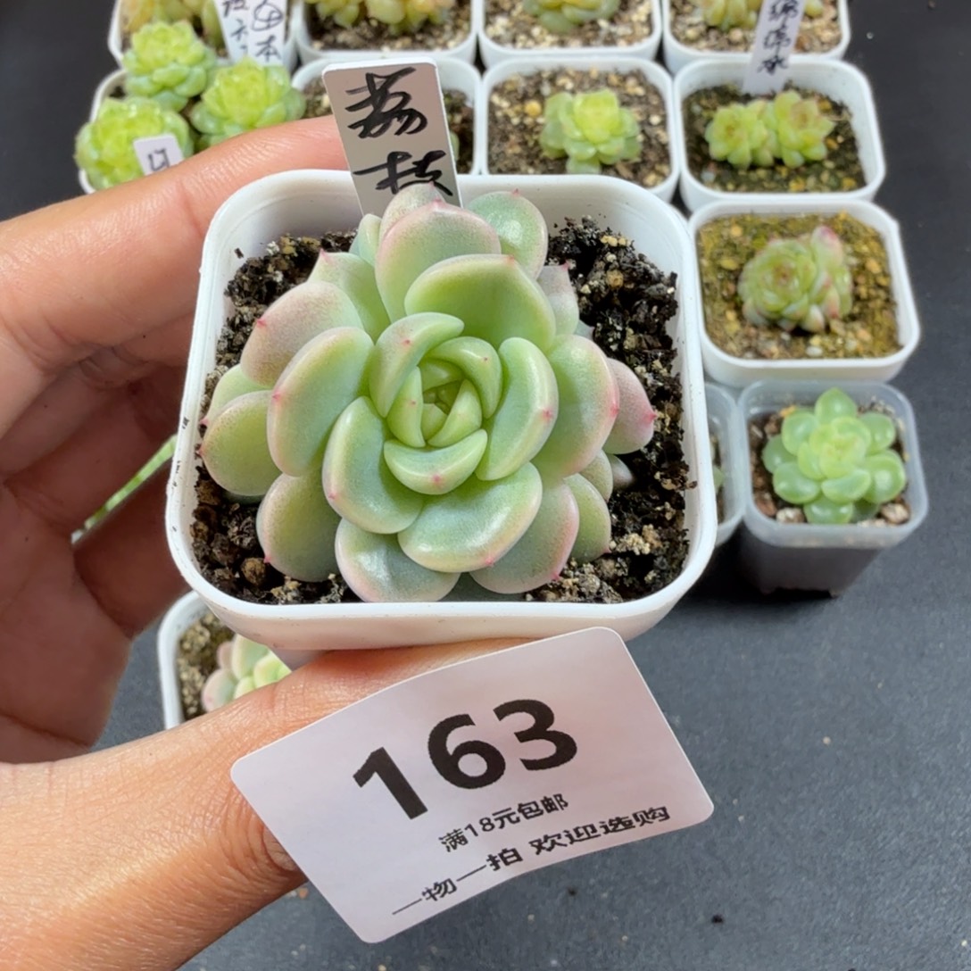 甜心荔枝三头一物一拍163