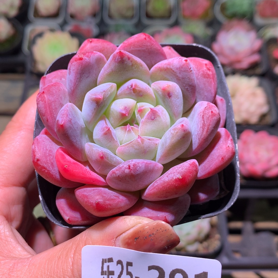 乐然25-291 新品 