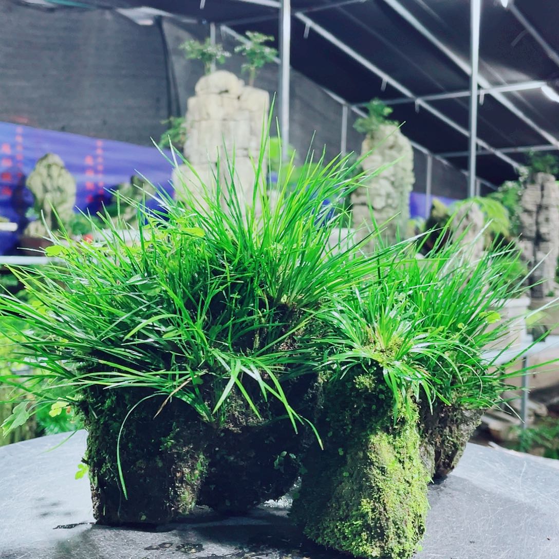 《***》无花朵好想好想念好爱的