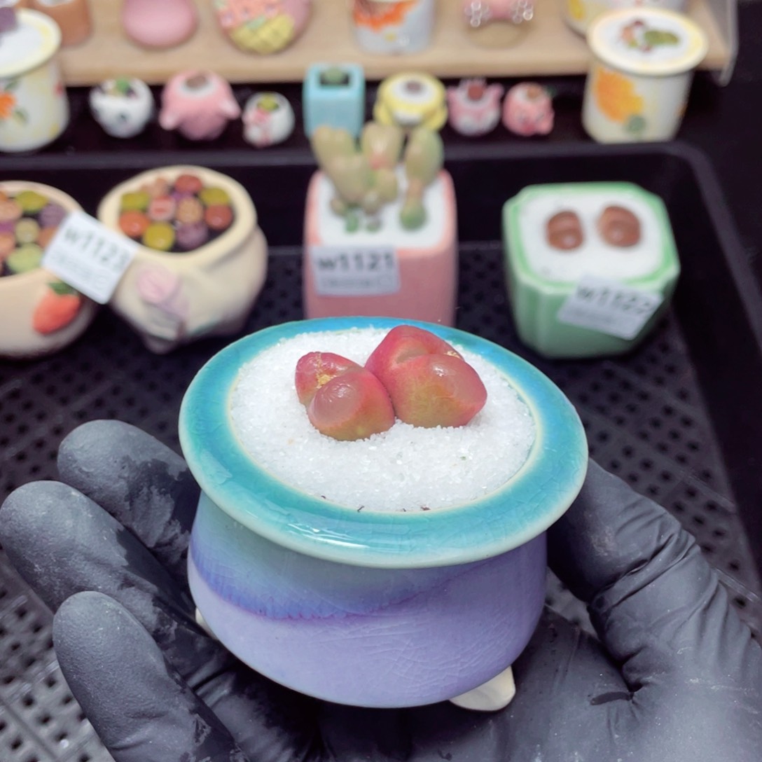 w1124--带盆土发货，零下地区拍保温箱