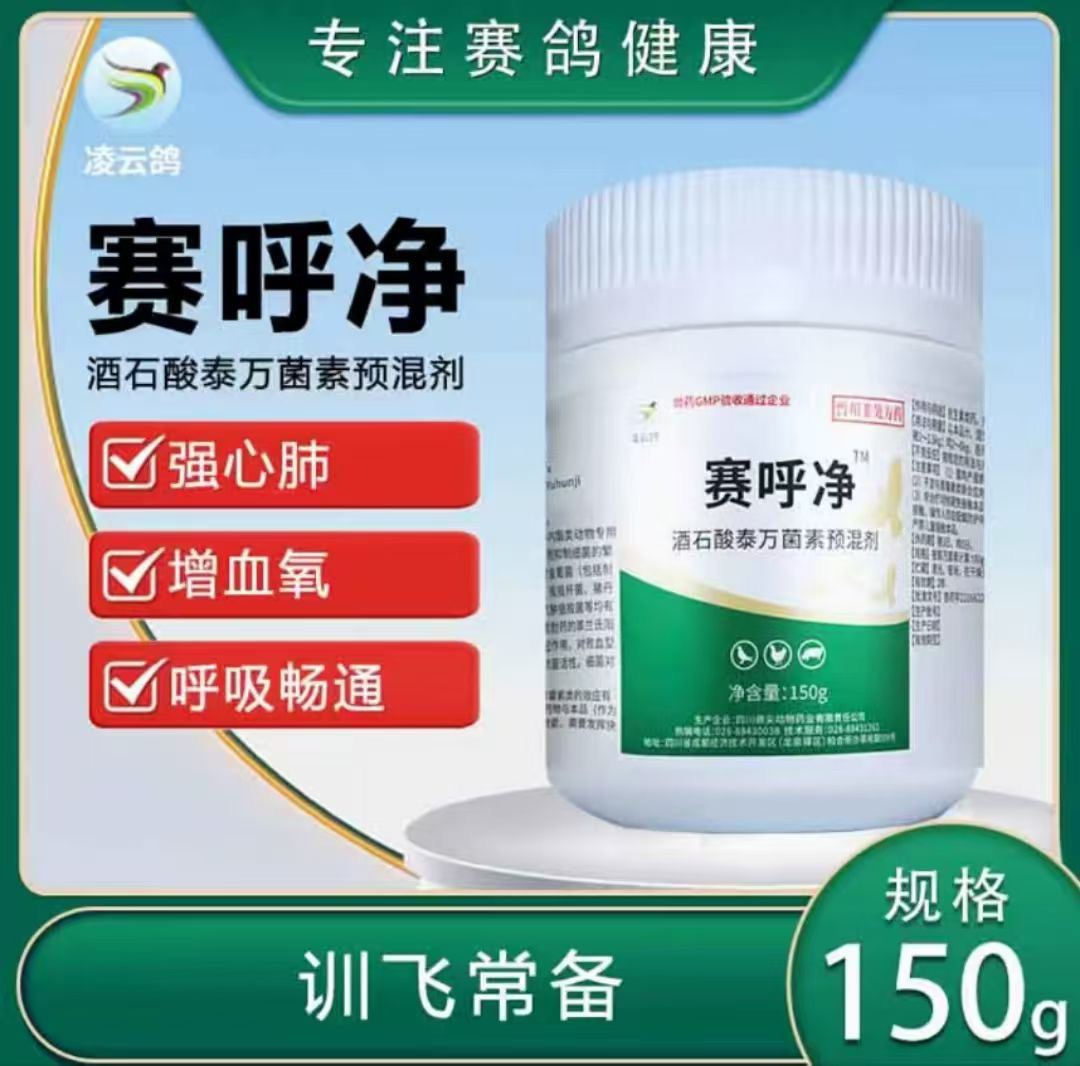 阿辉观赏鸽子，阿辉观赏鸽子