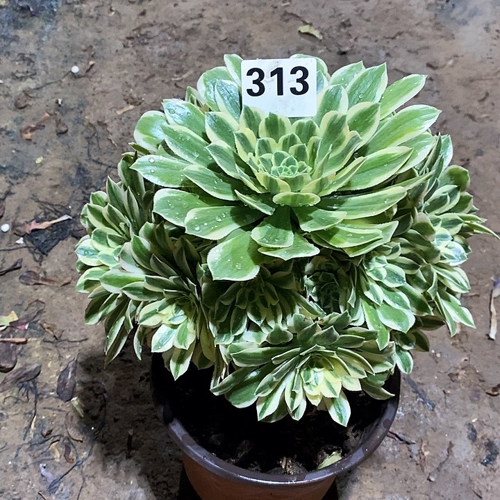 法师植物一物一拍12345678