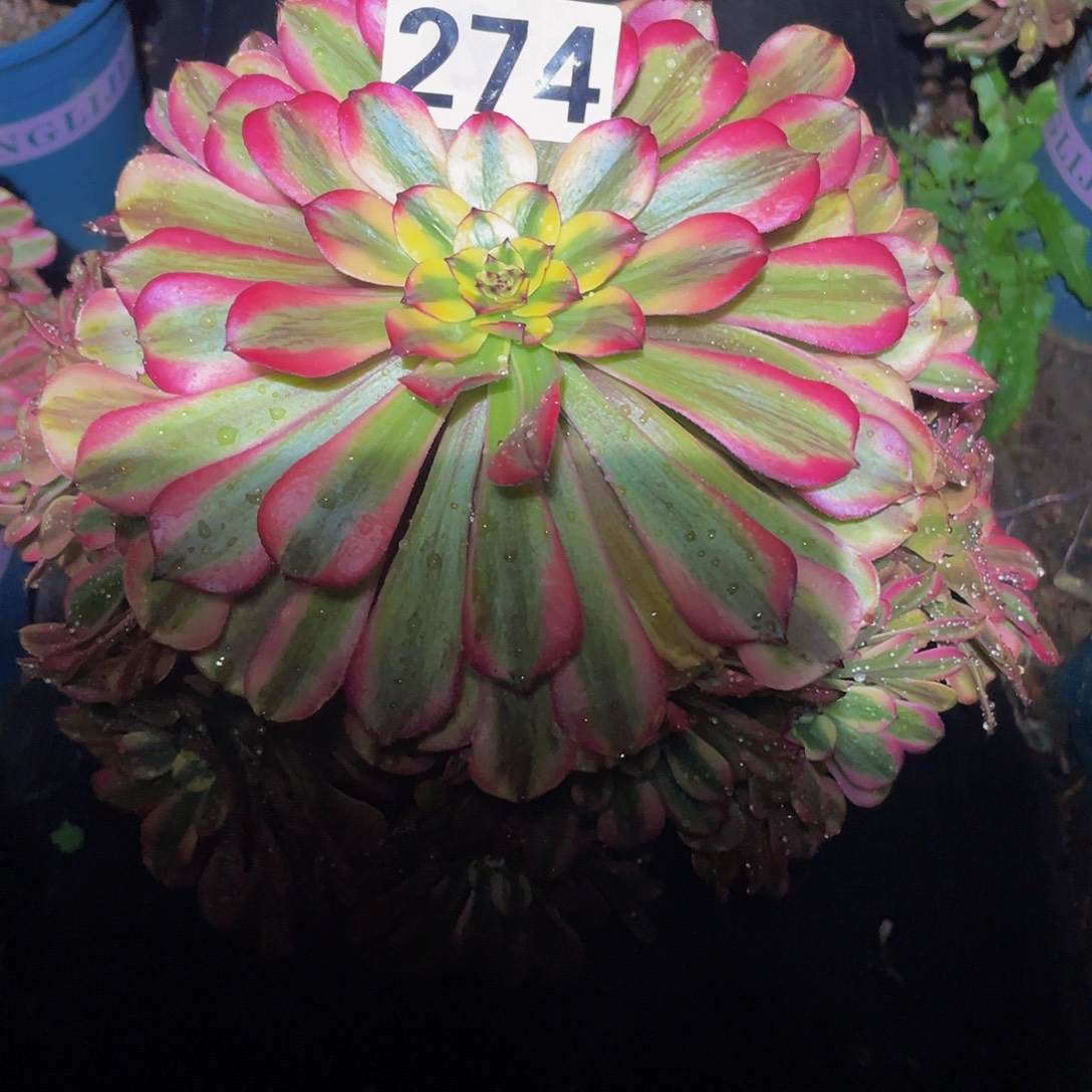 多肉法师274号粉体美姬发货不包损