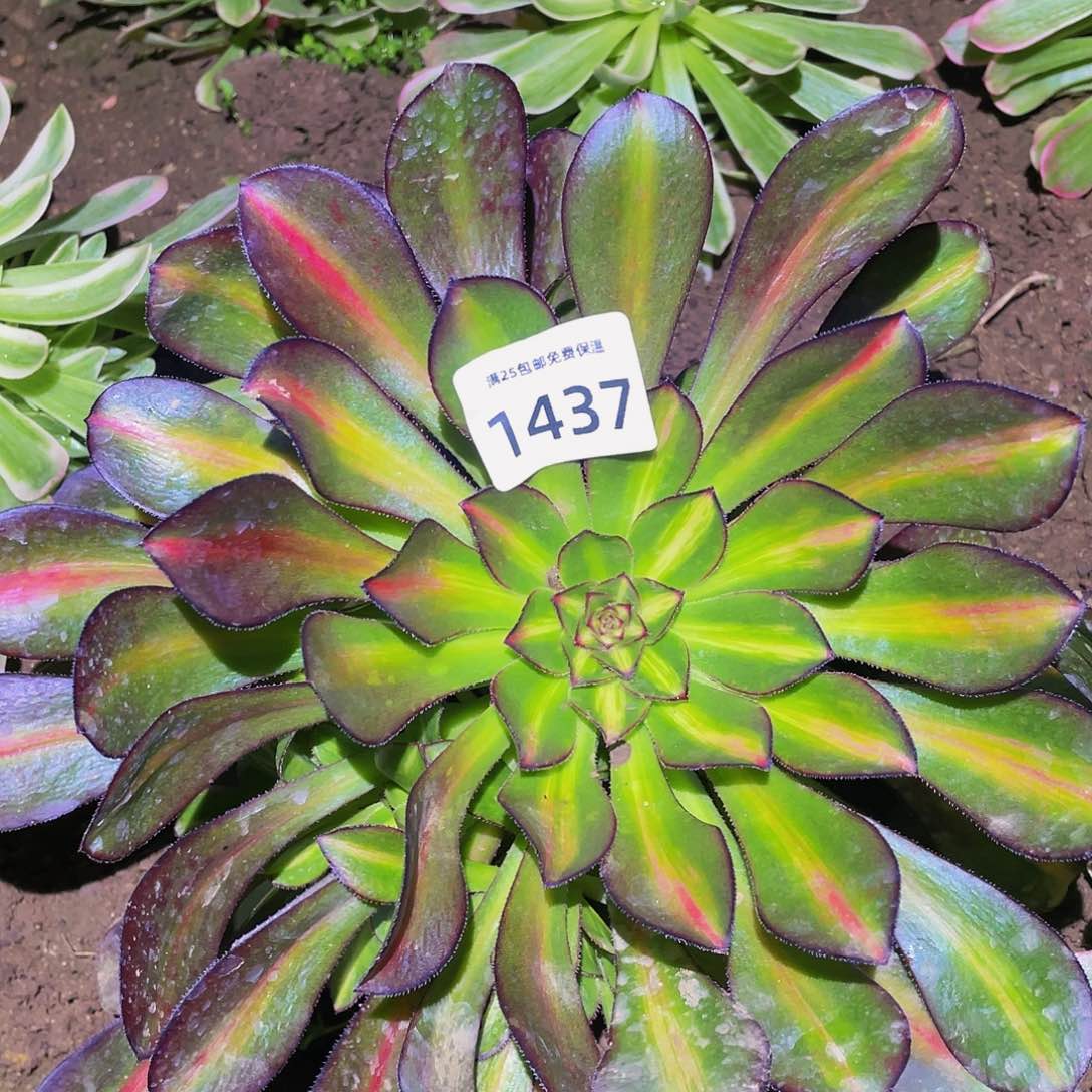 1437晚霞多肉植物