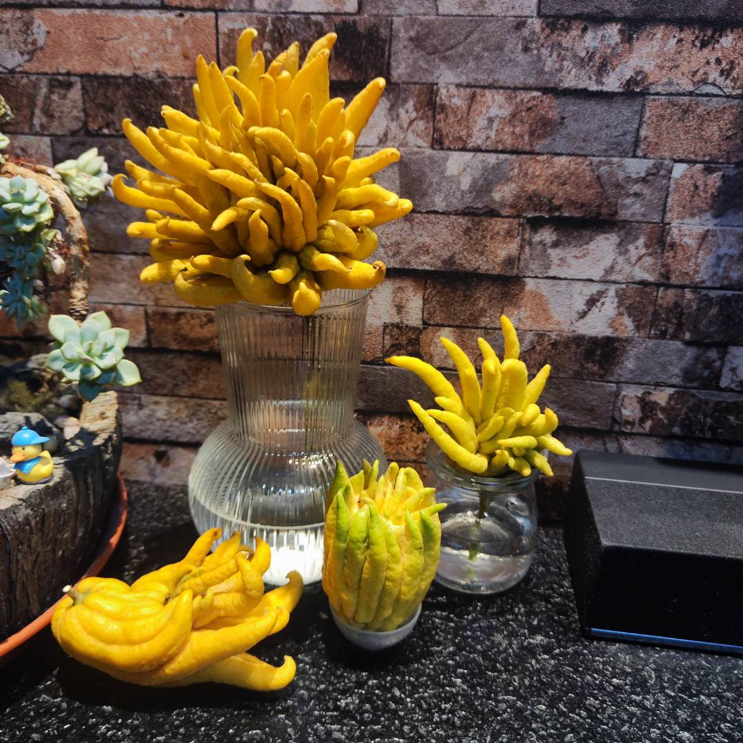 金华佛手果子套装