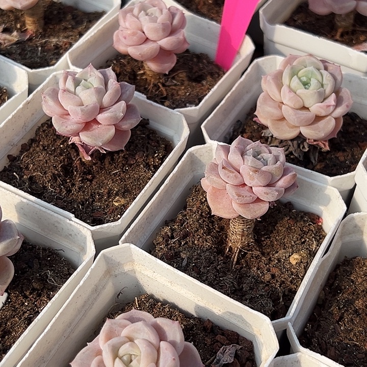   兔兔糖    福利多多