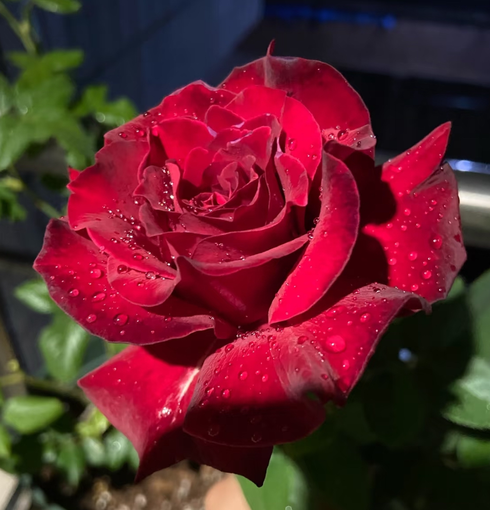 红丘 红色切花四季开花阳台庭院植物好养盆栽地栽苗