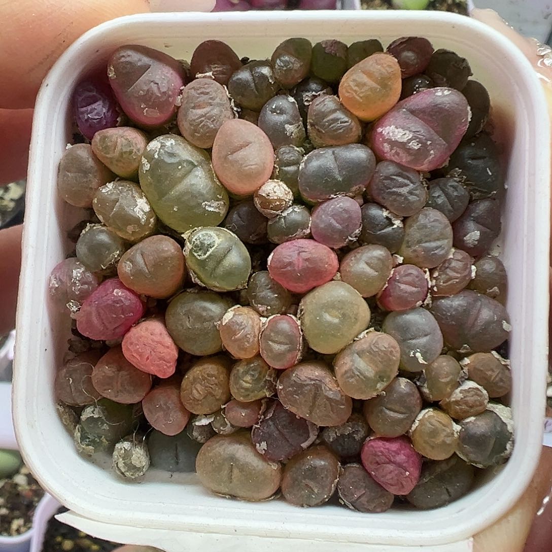 596超毛带盆土发货