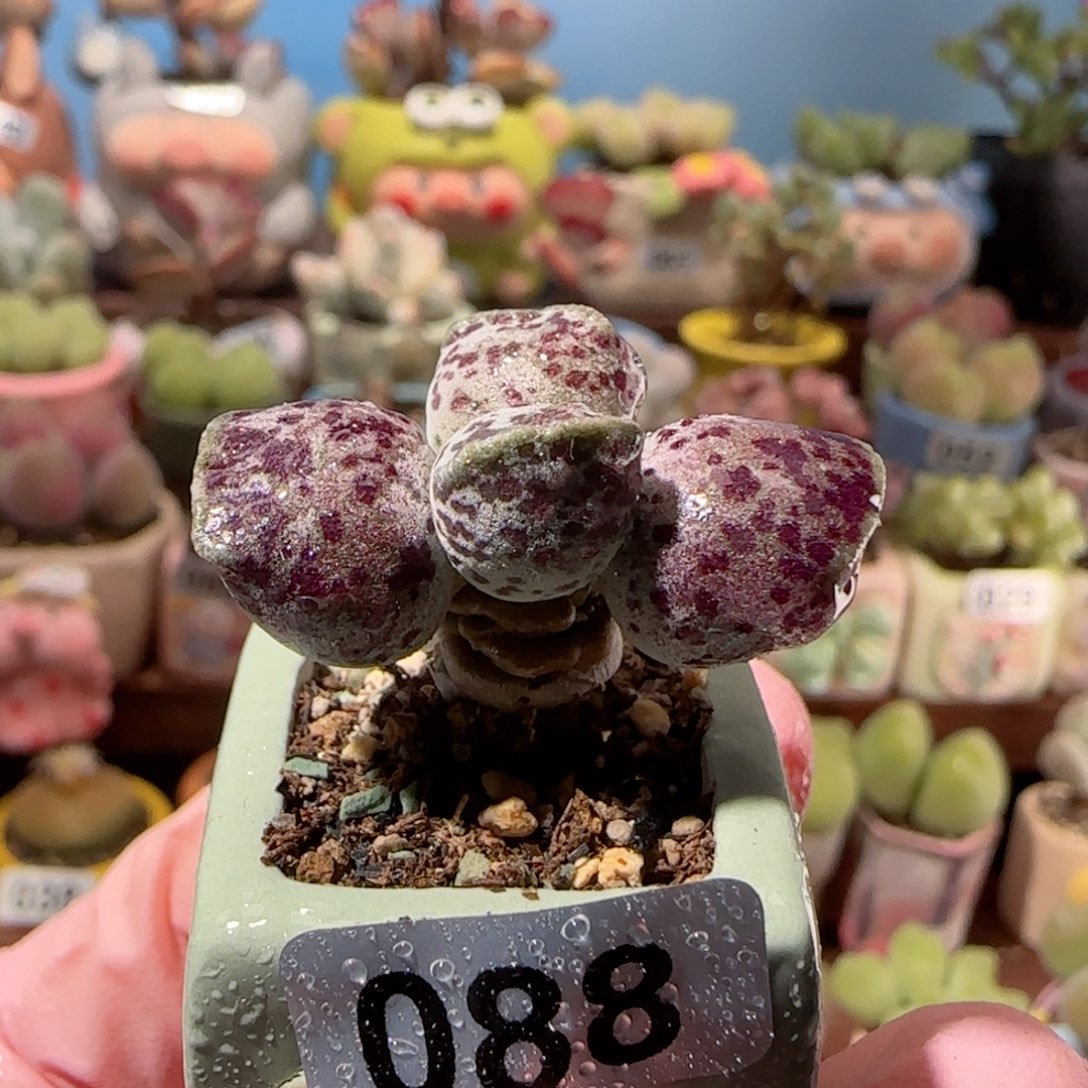 T可爱粉丸盆口2cm