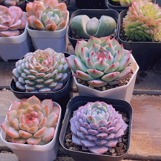 白胖。琴心。恩宠。 吉娃娃锦