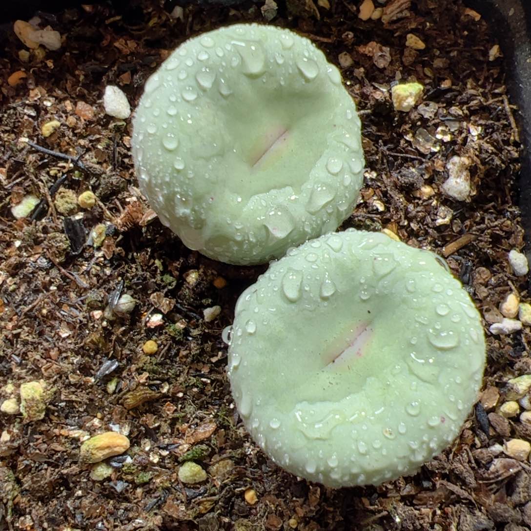 【闪购商品】83 大型红嘴 嘟嘴