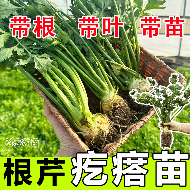 根芹球芹菜种苗蔬菜阳台菜苗四季根芹苗孑芹菜根栽培种球苗疙瘩苗