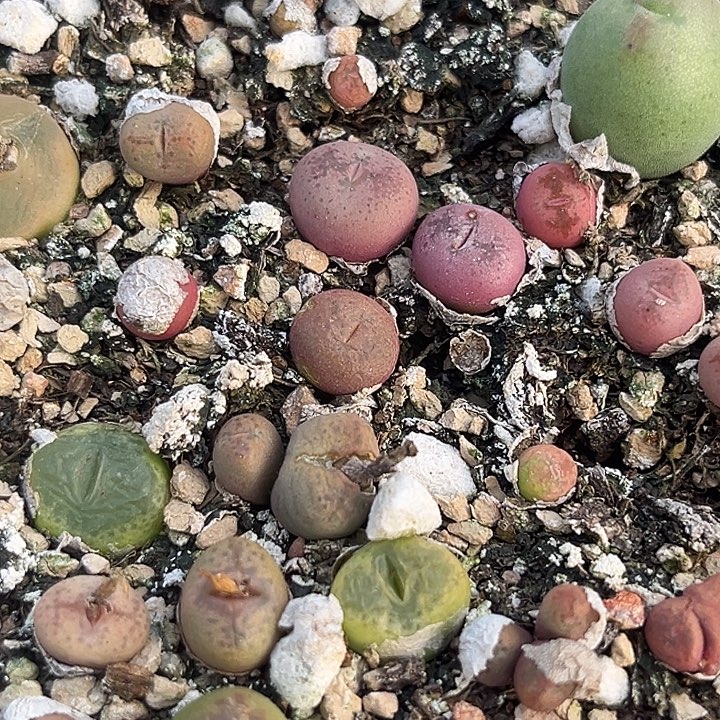 拉登xxxxxx粉色个体