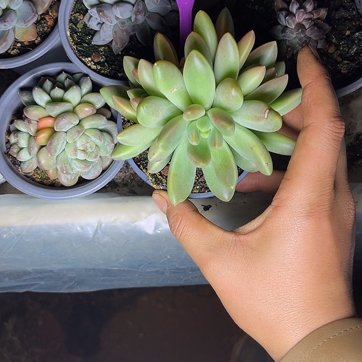 多肉植物橙色奇迹310