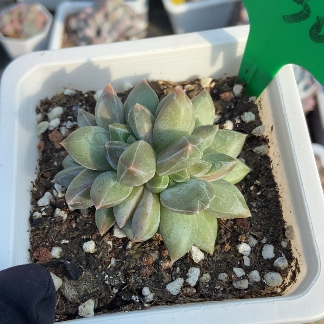 3130重楼多肉植物