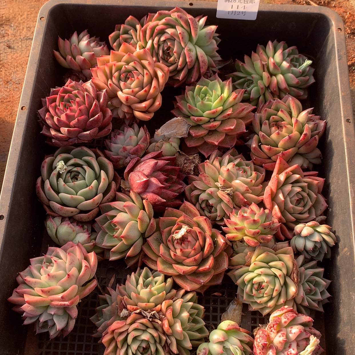 【闪购商品】云114号