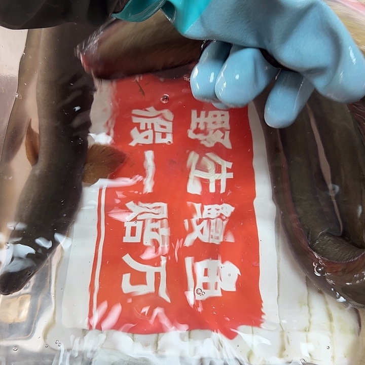 野生鳗鱼伤鳗一斤四两