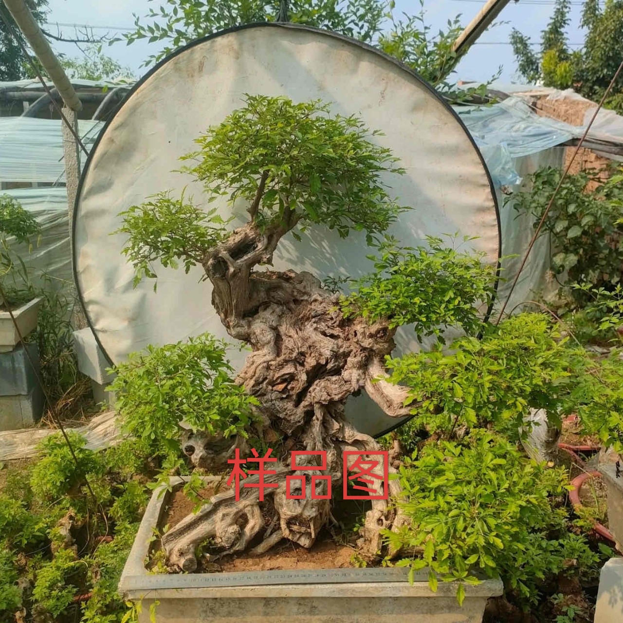 好活易养黄荆绿植家庭盆栽庭院茶台微盆景老桩