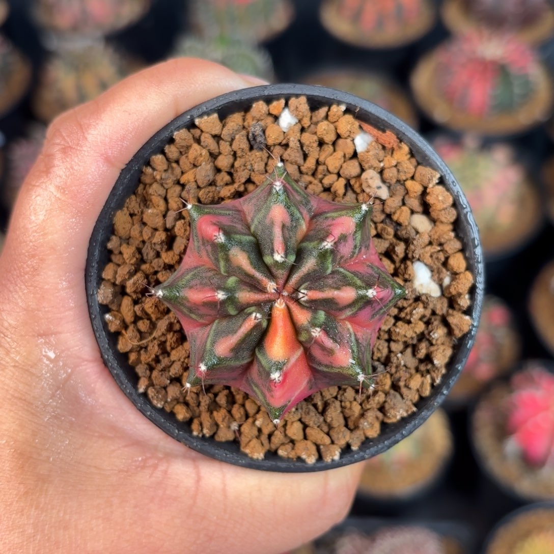 泰系米哈开播福利200