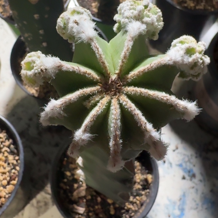 辛顿化龙苗接仙人球