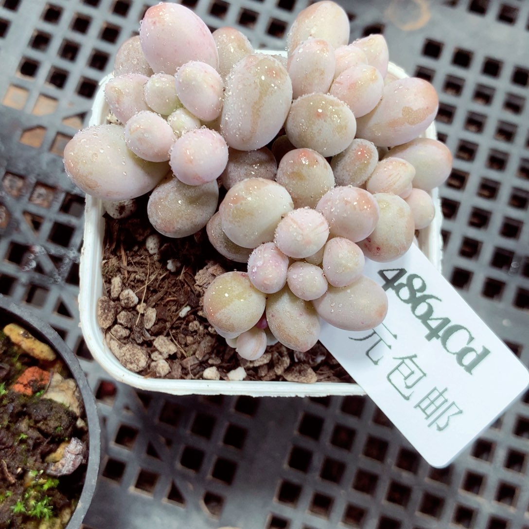 5厘米盆精控多肉4864