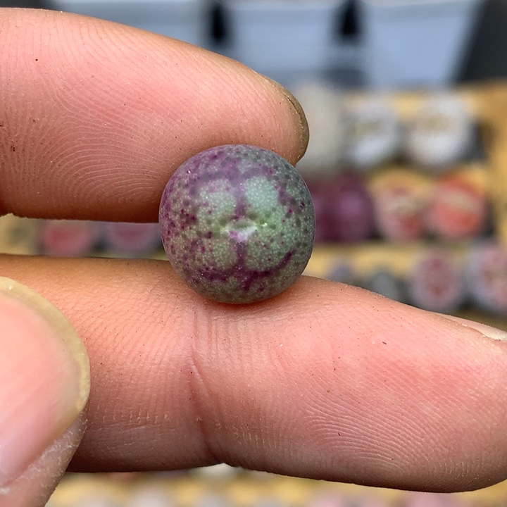 精品多肉植物园艺猴脸