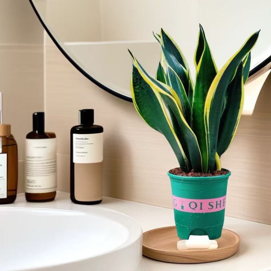 霸王兰虎皮兰室内客厅阳台办公室好养净化空气吸甲醛桌面绿植盆栽