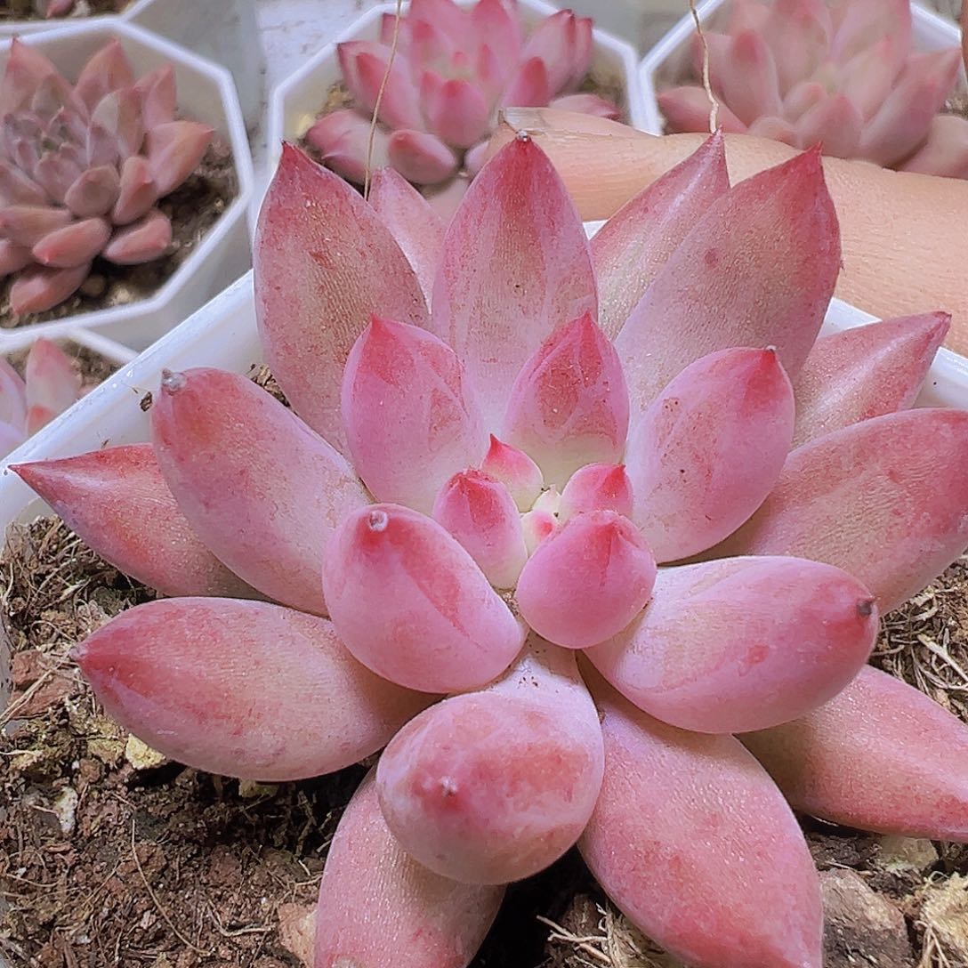 正版虞美人19包邮多肉植物