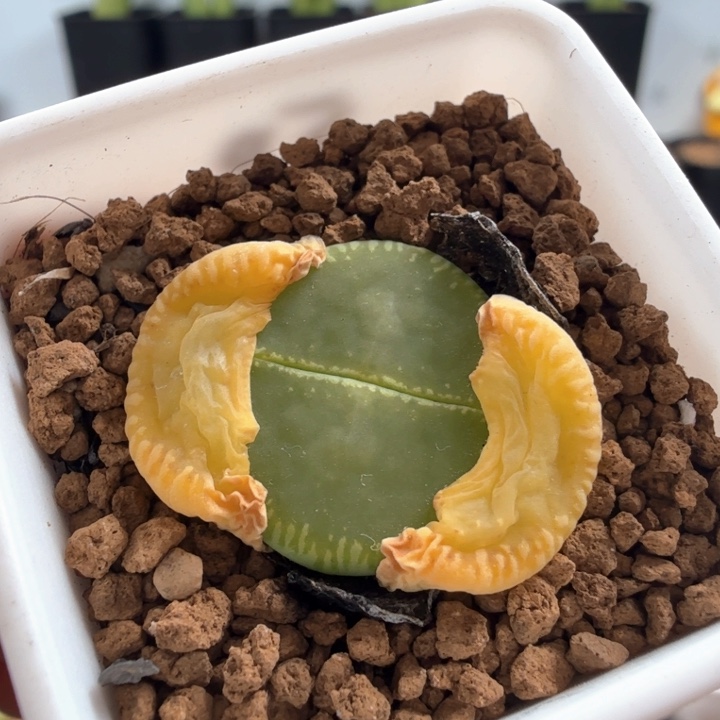 绿光阳48a 带盆发