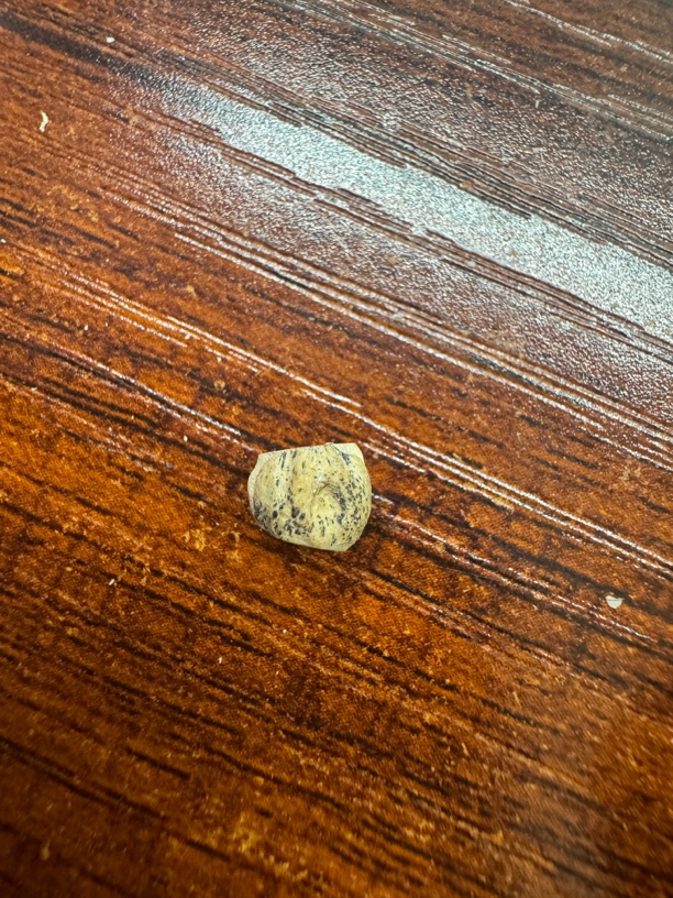 尺寸6.5左右柏香籽单籽