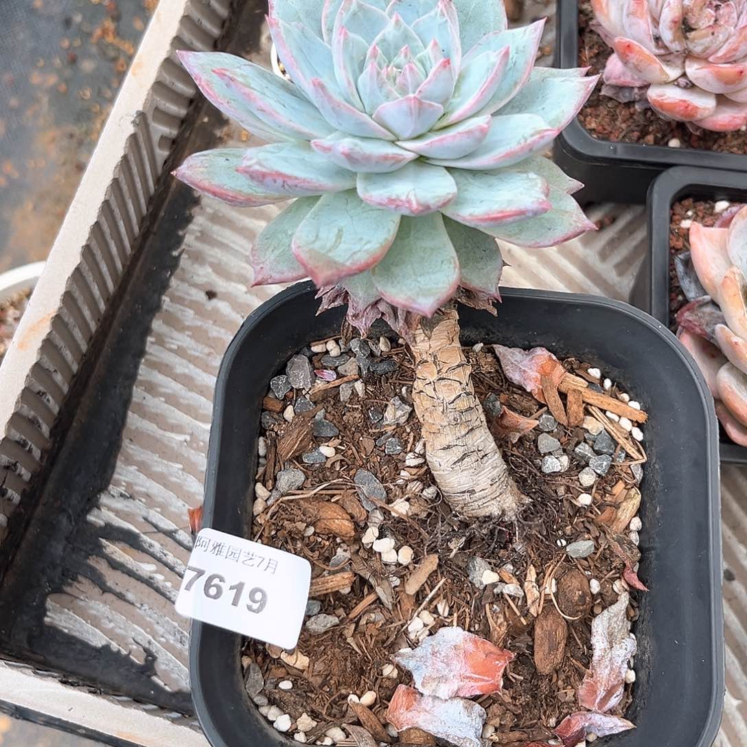 阿雅园艺。      7619