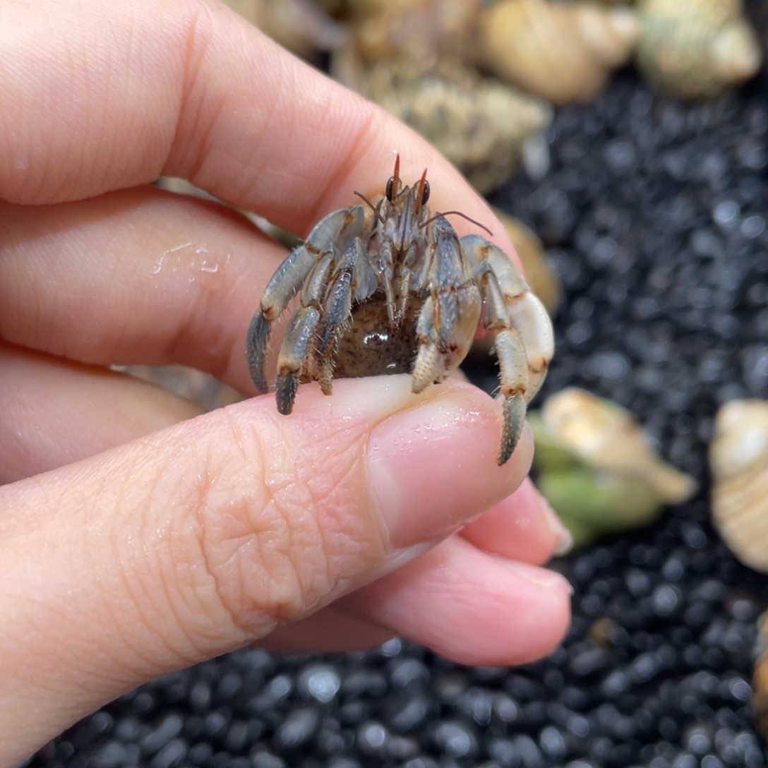不退不换谢谢支持26