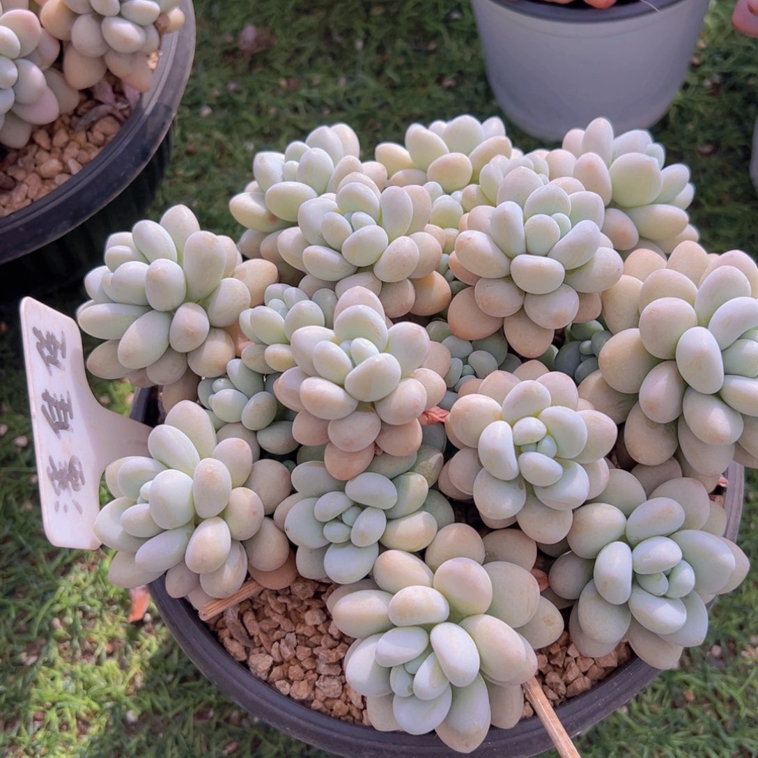 香玉的故事是一个人的故事吗