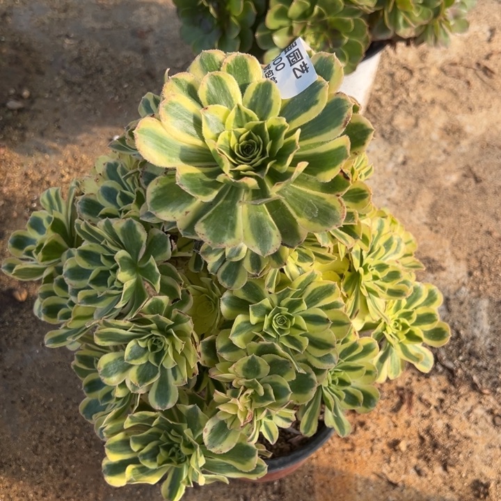 白兰地大手捧多肉植物300